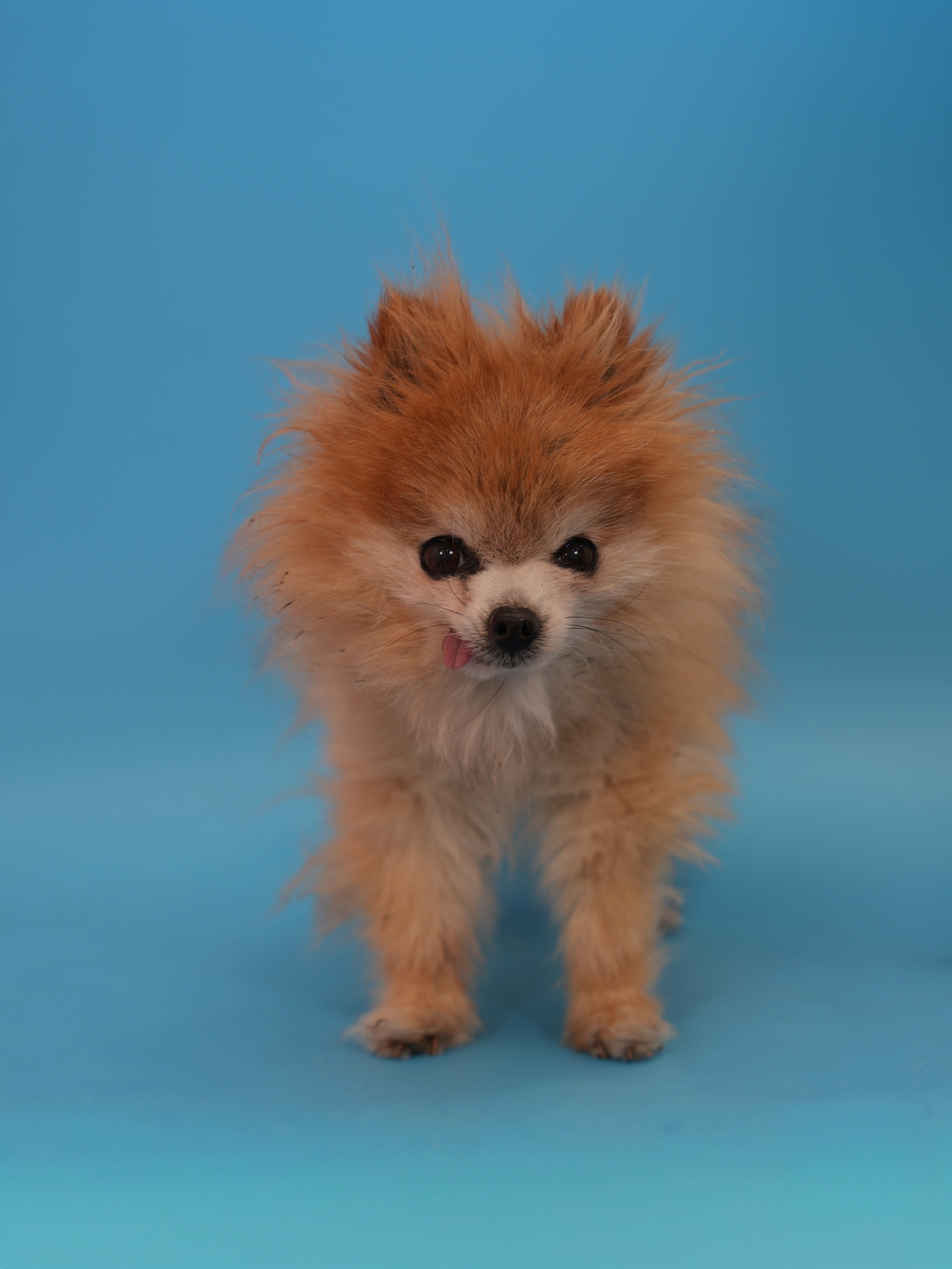 Before grooming